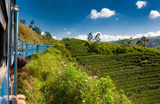 Train sri lankais au milieu des plantations de thé au Sri Lanka