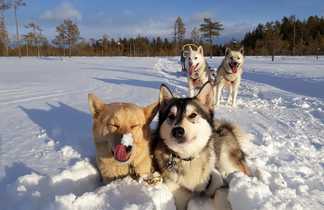 Traineau à chiens en Laponie