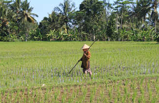 Travailleuse dans une rizière en Indonésie