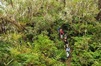 Trek Dans la forêt de Bois de couleurs à Salazie, la Réunion