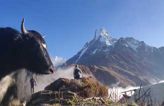 Trek des Annapurnas :  vue sur le Machapuchare