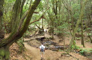 Trek en forêt sur l'île de La Gomera