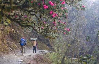 Trekkeurs dans la forêt de rhododendrons des balcons des Annapurnas
