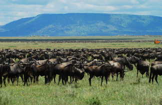Troupeau de bufles dans le parc du Serengeti en Tanzanie