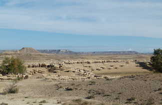 Troupeau de moutons dans le désert des Bardenas Reales