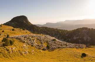 Troupeau de moutons en estive sur les hauts plateaux du Vercors