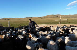 troupeau de moutons en Mongolie
