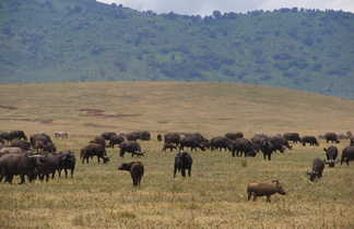 troupeaux d'animaux dans la savane en tanzanie