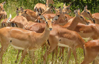 Troupeaux de gazelles de Grant dans le parc naturel de Tarangire en Tanzanie