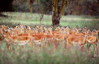 troupeux de jeunes antilopes en tanzanie
