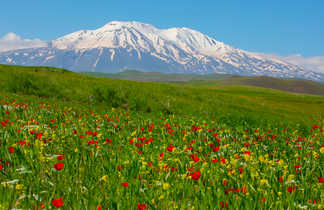 Turquie Ararat champ de fleurs