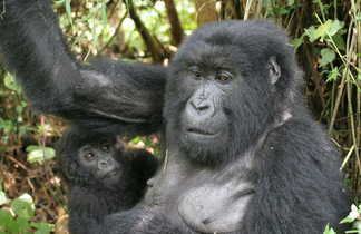 Un gorille et son petit en Ouganda
