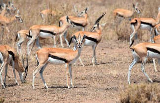 Un troupeau de gazelles de Thomson dans le parc national du Serengeti en Tanzanie