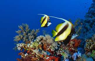 Un véritable aquarium. Couple de poissons cochers