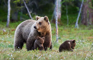Une femelle ours brun avec ses petits, au Canada