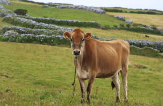Vache sur l'île de Faial