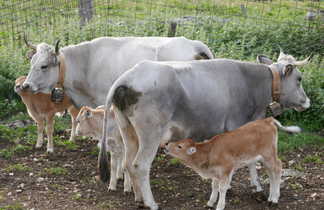 Vaches dans une ferme dans les pouilles en Italie