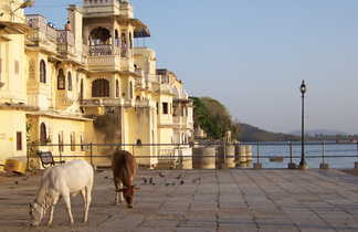 Vaches devant le city Palace au bord du lac Picchola à Udaipur
