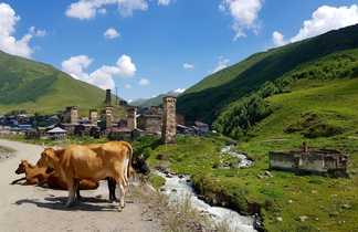 Vaches devant le village d'Ushguli en Géorgie