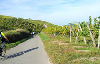cyclistes dans les vignes en alsace