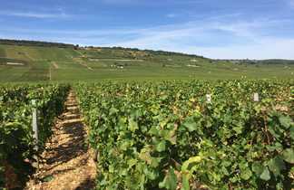 les vignes en bourgogne sud