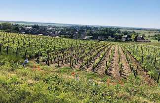Vignoble en Bourgogne Sud