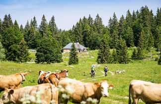 Des vaches en première-plan; en arrière-plan des VTTiste devant une maison et des sapins dans le Jura