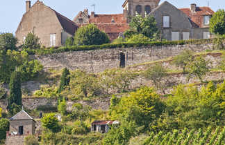 Vue sur Vézelay avec les vignes en première-plan