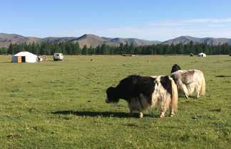 Yak dans la steppe mongole