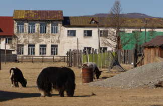 Yaks devant les maisons