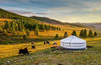 Yourte et bétail au coucher du soleil en Mongolie