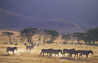 Zèbres dans la réserve du Ngorongoro en Tanzanie