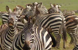 Zèbres dans l'aire du Ngorongoro Tanzanie