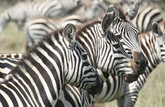 Tanzanie, parc du Serengeti, safari, zèbres
