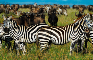 Zèbres et gnous s'entendent bien sur les plaines herbeuses de Tanzanie