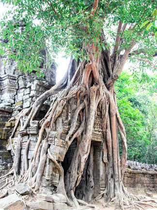 Arbre sur les ruines d'Angkor Wat