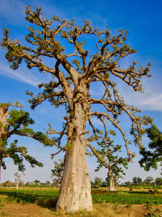 baobab au sénégal