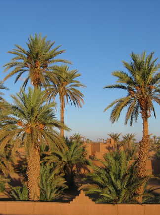 Campement palmeraie, Maroc