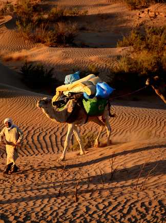 Chamelier et son chargement logistique, Maroc