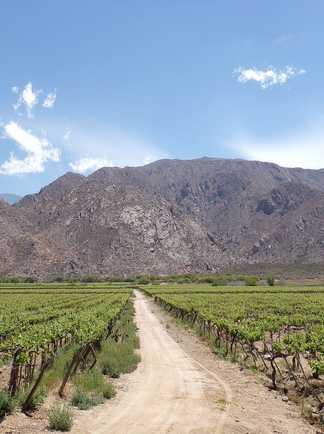 Champ de vignes dans les environs de Cafayate en Argentine