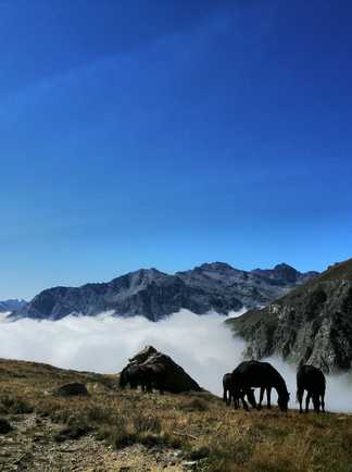 Chevaux dans le Queyras, Alpes du sud