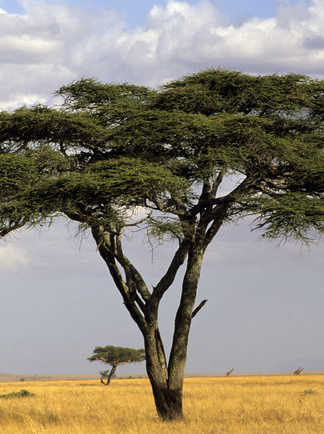 Cliché de l'acacia isolé dans la savane africaine peu arborée, ici le Serengeti en Tanzanie