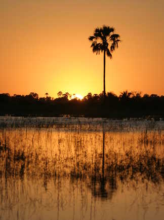 Coucher de soleil sur un palmier dans le delta de l'Okavango, Botswana