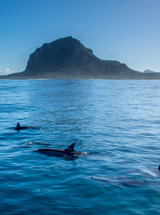 dauphins à long bec nageant près du Morne, île Maurice