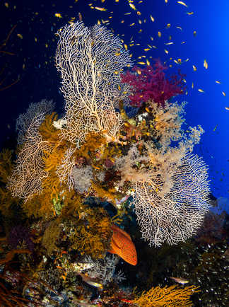 Décor sous-marin de Mer Rouge, gorgones et mérou