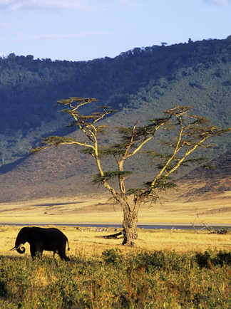 Éléphants lors d'un safari dans le cratère du Ngorongoro en Tanzanie