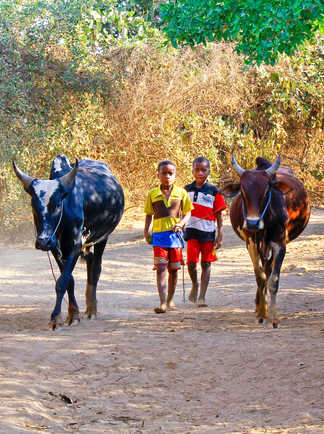 Enfants et zébus à Madagascar