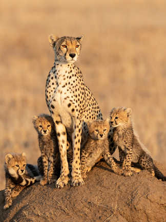 Famille de guépard dans le parc Serengeti