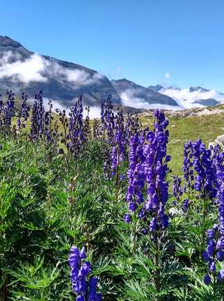 Fleurs dans la vallée de Gavarnie, Pyrénées, France