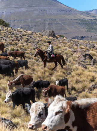 Gauchos et troupeau de vaches, Patagonie, Argentine